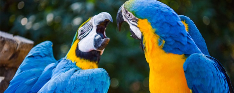 Is the parrot entering the house?