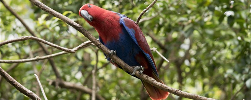 Is the parrot scissors remembered to be angry?