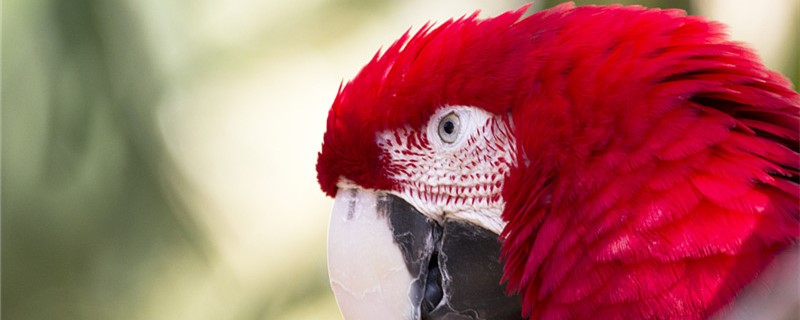 What to do if the parrot doesn't want to raise anymore