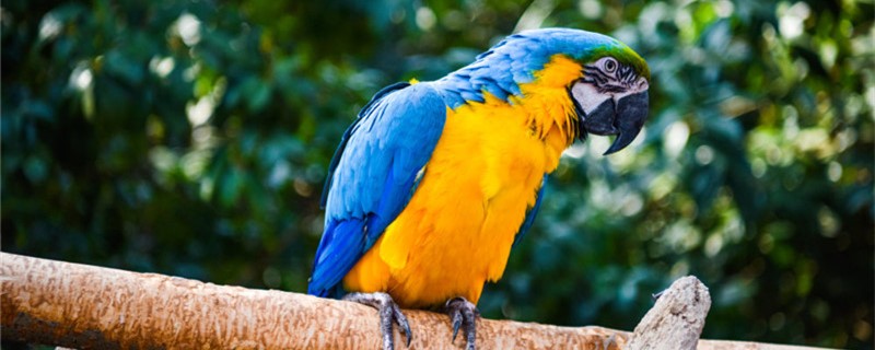 The difference between parrot frying and fluffy hair