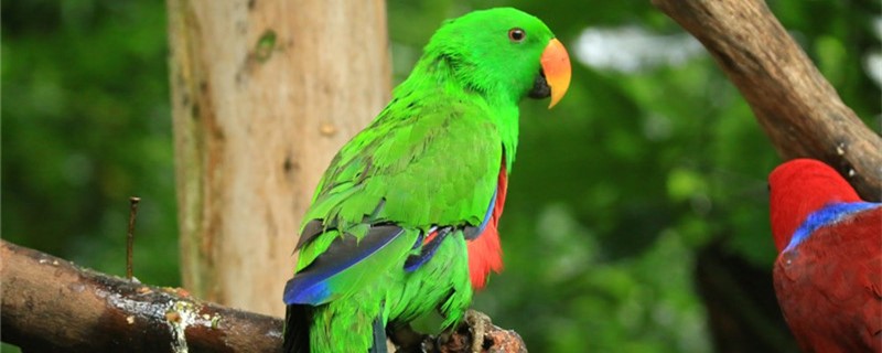 Parrot chicks stop feeding at night
