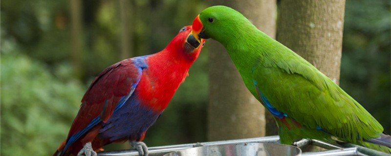 How many times the parrot step is successful