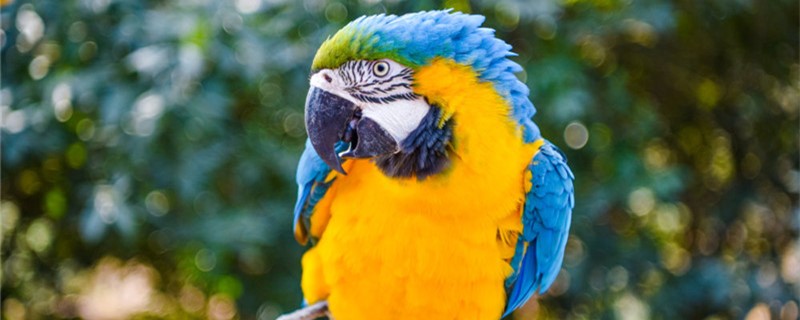 How to stop the parrot stoppeck