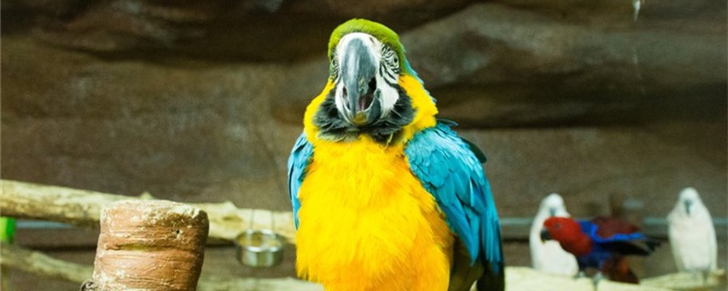 What is the reason why the parrot suddenly lying on the stomach is