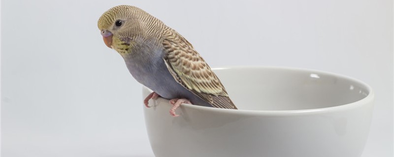 How to prepare parrot milk powder