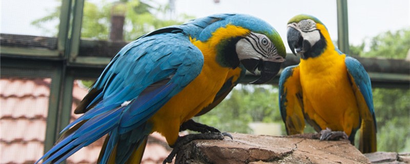 Why did the female parrot peck the public parrot