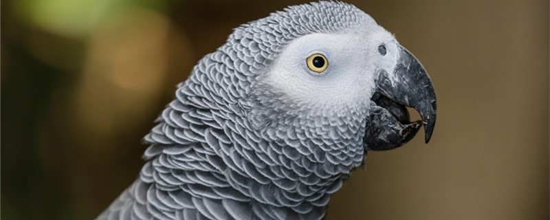 What are the symptoms of parrot gross hairpin