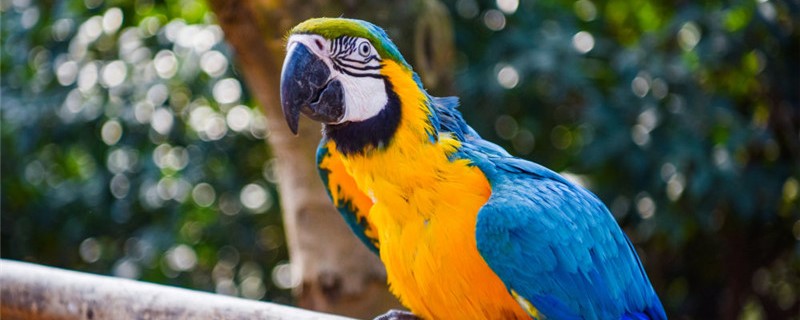 How to make parrots like you