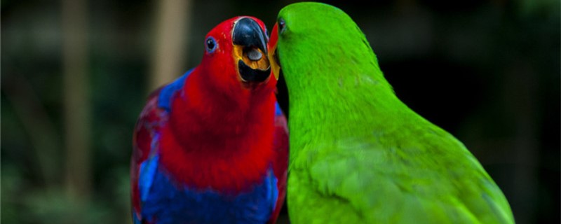 Will the mother parrot get eggs by themselves?