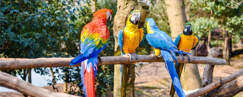 Can the parrot's feet be healed?