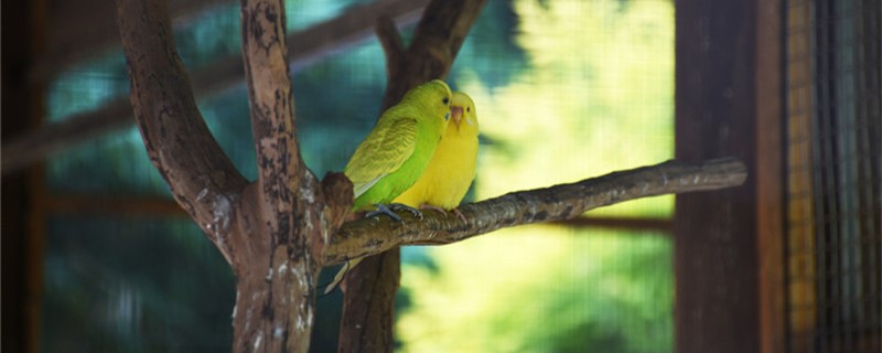 What to do if the parrot is scared