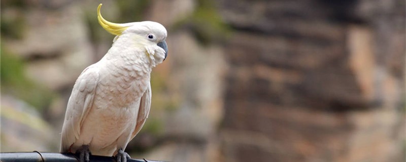 Is the parrot bitten bleeding by a cat?