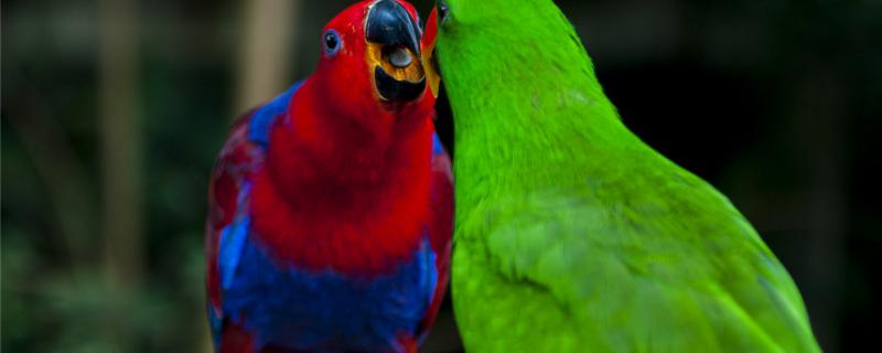 Is the parrot diluted?