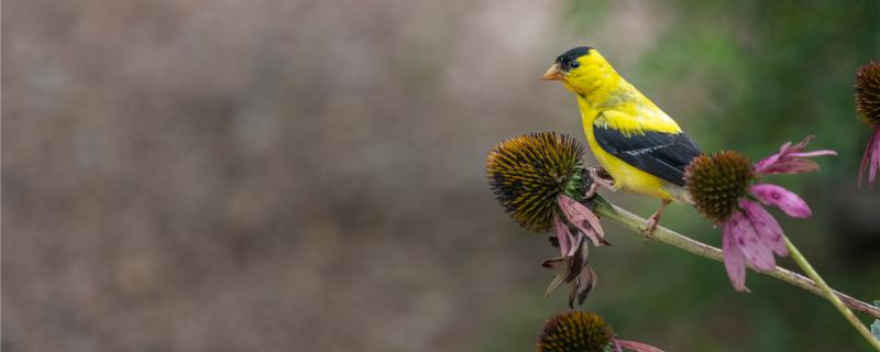 How many years can the yellow bird live