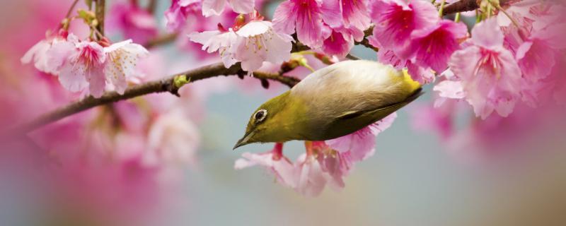 What kind of fruit and feathers are good for embroidered eyes