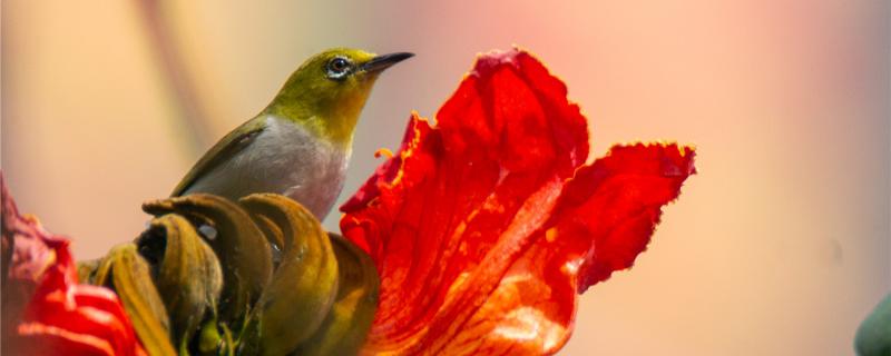 How to divide the eyes of the eyebird