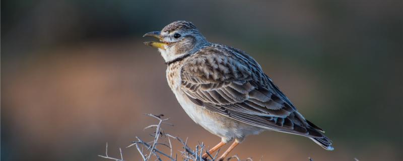 What are the requirements for the Belled Bird's breeding female bird?