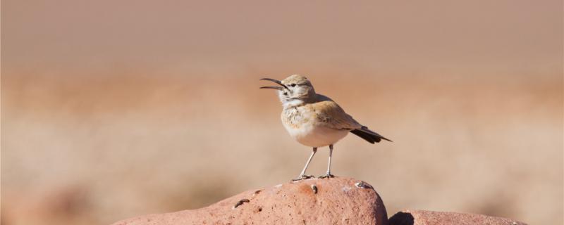 Different from the two nests of Belo Bird's Head