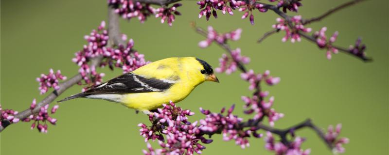 What is the yellow bird's eating more and more yellow