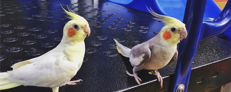 Xuanfeng Young Bird's feet are weak and can't stand up