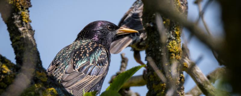 The performance of the Bird is close to the owner