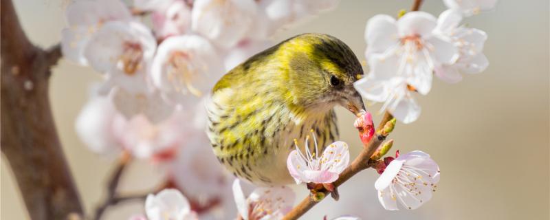 What food does the yellow bird like to eat