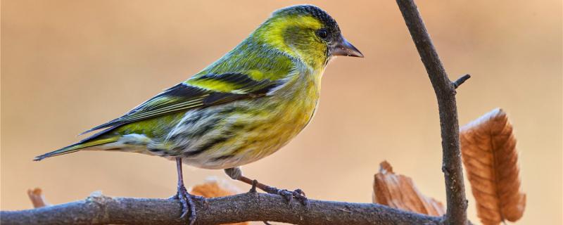 What's particular about the yellow bird cage?