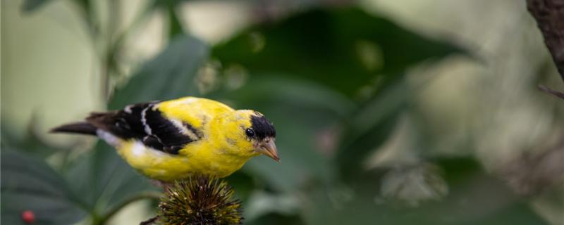 How to make the yellow bird take the cage quickly