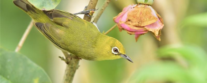 How to make embroidery birds tight