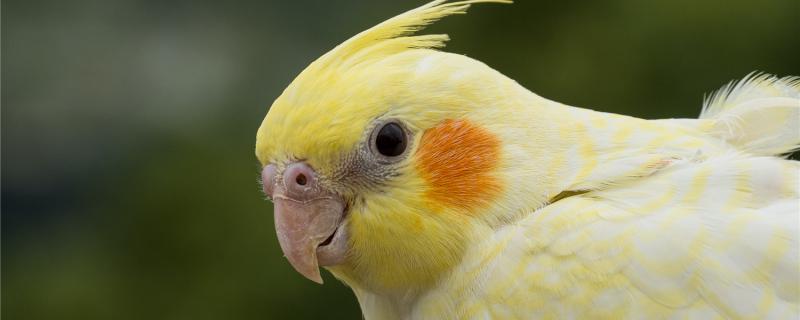 How to deal with Xuanfeng parrot accumulated food
