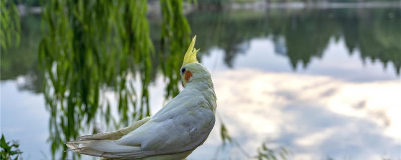 What's wrong with the Xuanfeng parrot?