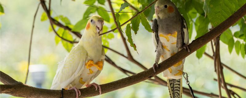 What fruits can you eat for parrots