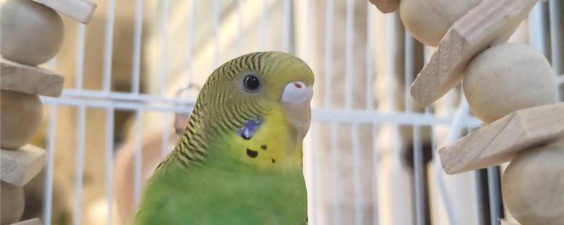 How to let the parrot go to the nest to sleep