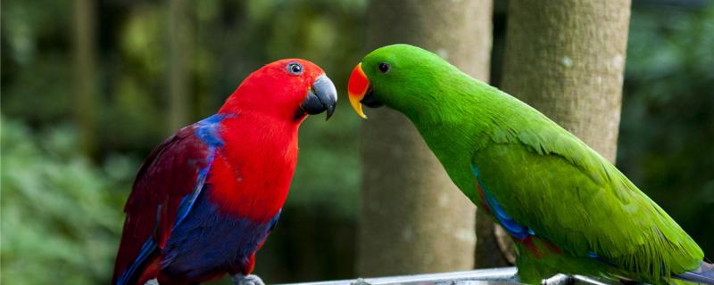 How to make parrots trust the master
