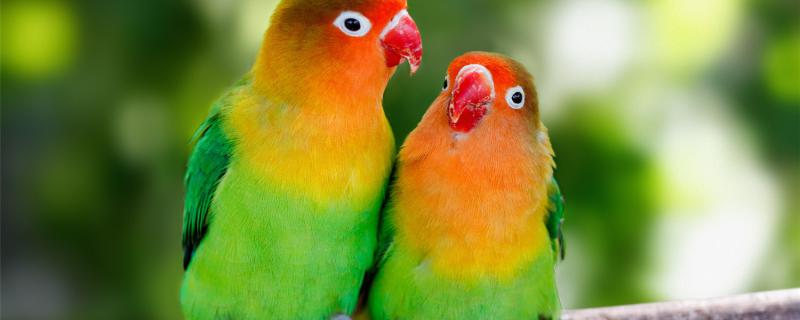What to do if the parrot does not touch people
