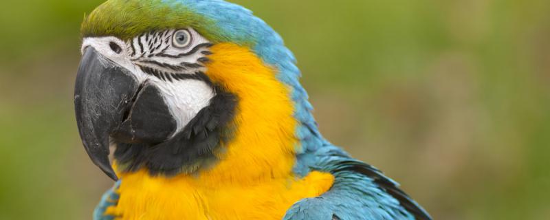 Does the parrot sleep closed your eyes?