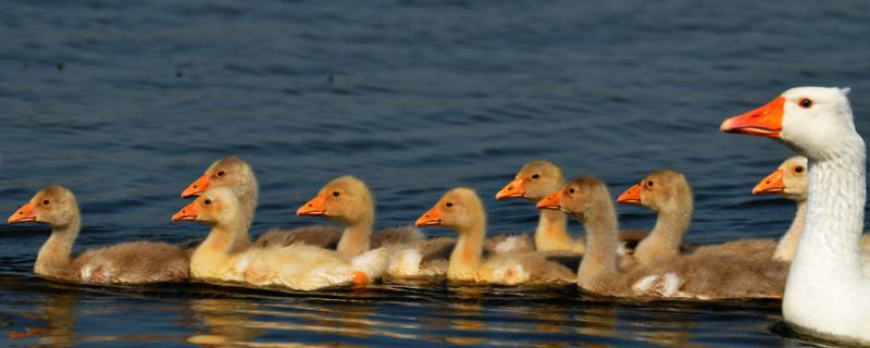 How can pet geese be dirty