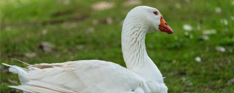 Will goose bite your master?