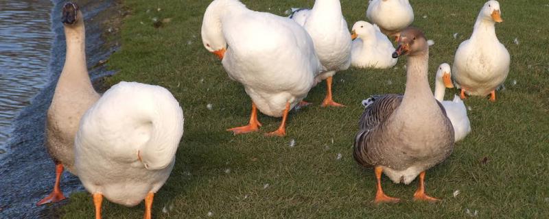 Can goose fly?