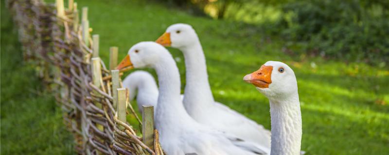 How many days the goose seedlings have been calculated by the temperature