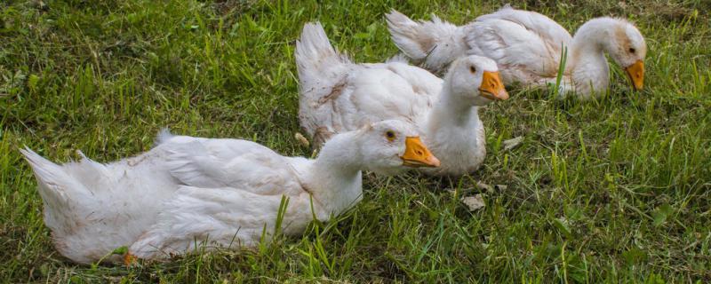 What kind of animal is the goose?