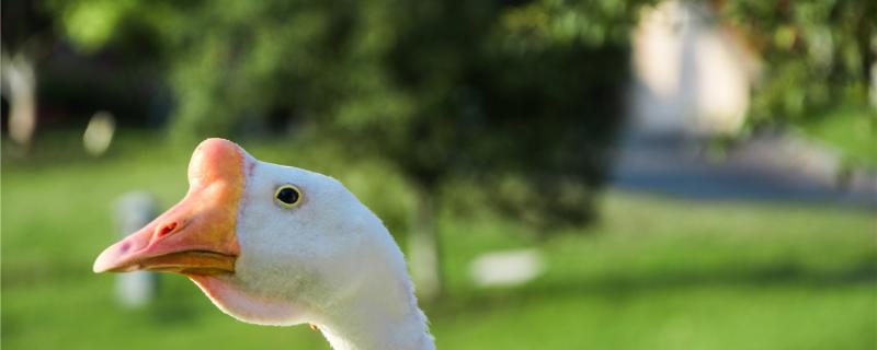 Is goose a omnivorous animal?