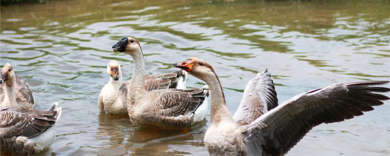 Is it okay to stop the goose at night?