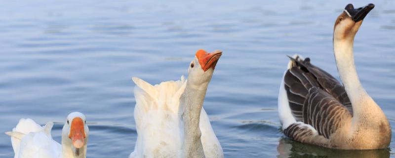 Why is goose follow the host