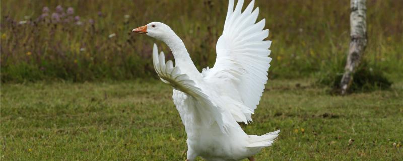 Is goose courageous?