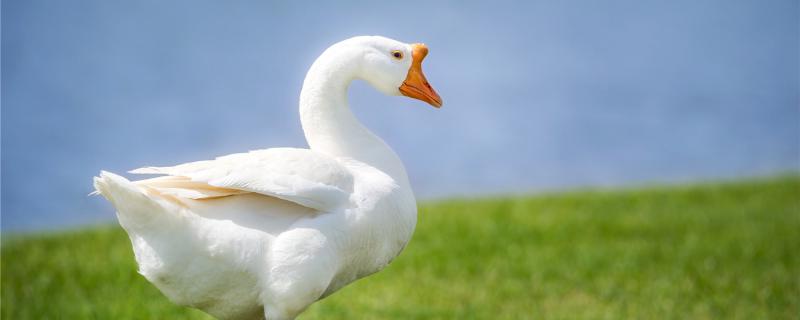 Why is goose always attacked people
