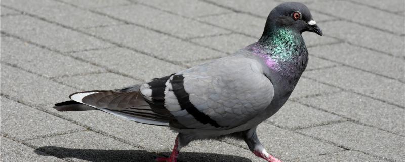 How big is the pigeon egg