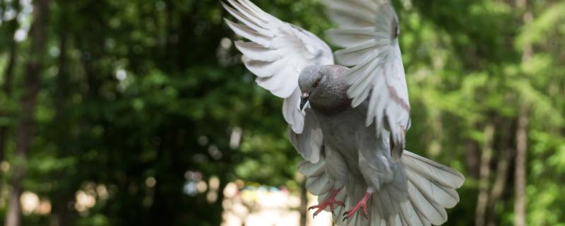 Will pigeons be eggs normally in winter?