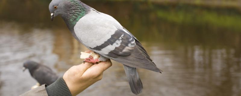 How much temperature does pigeon hatch need