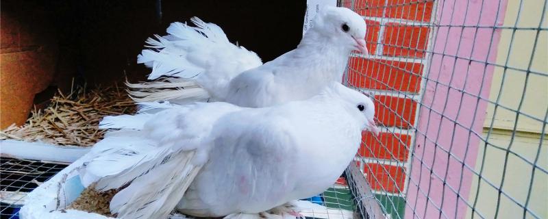 Why don't pigeons incubate